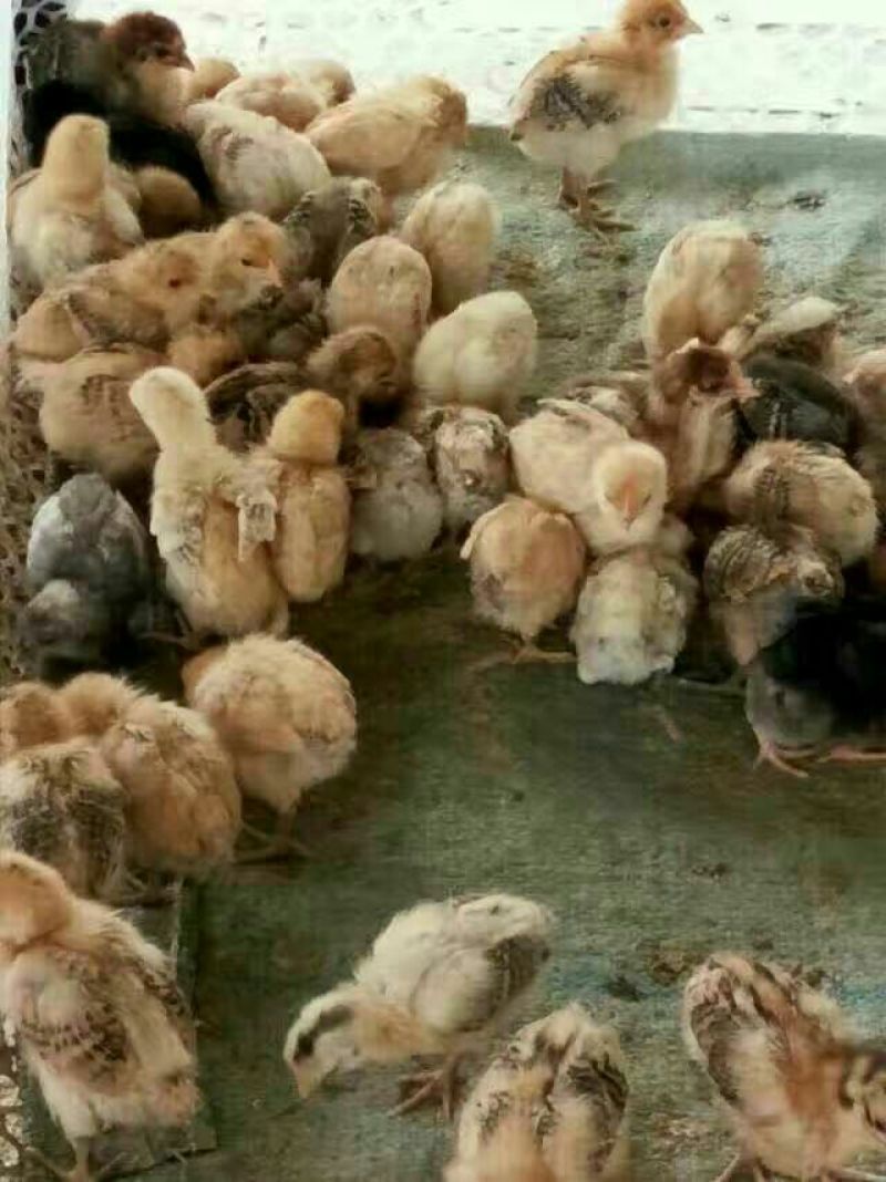 土鸡苗250克以下脱温苗
