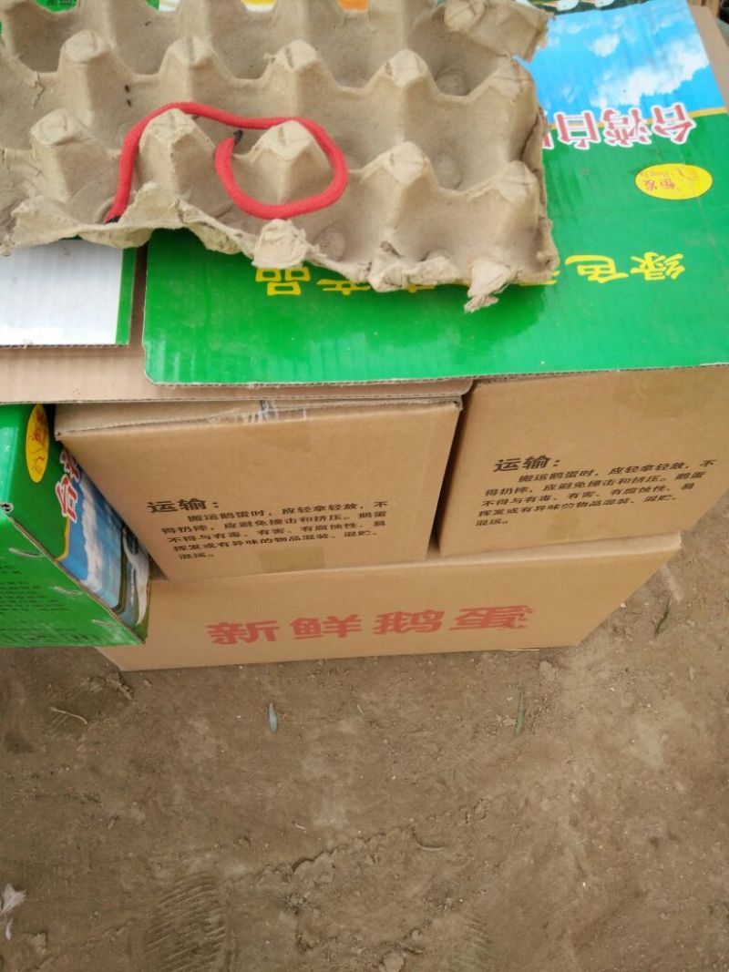 【鹅蛋】正宗土鹅蛋农家新鲜散养土鹅蛋食用批发代发全国