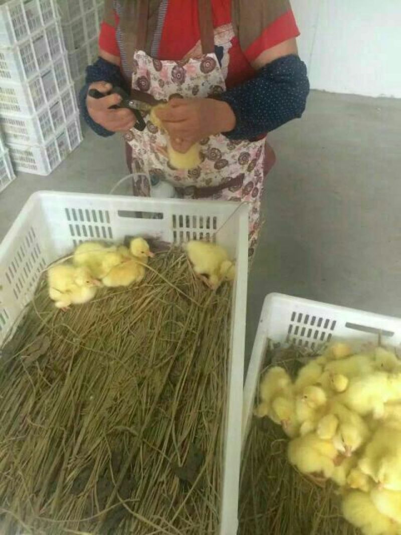 鹅苗250g以下