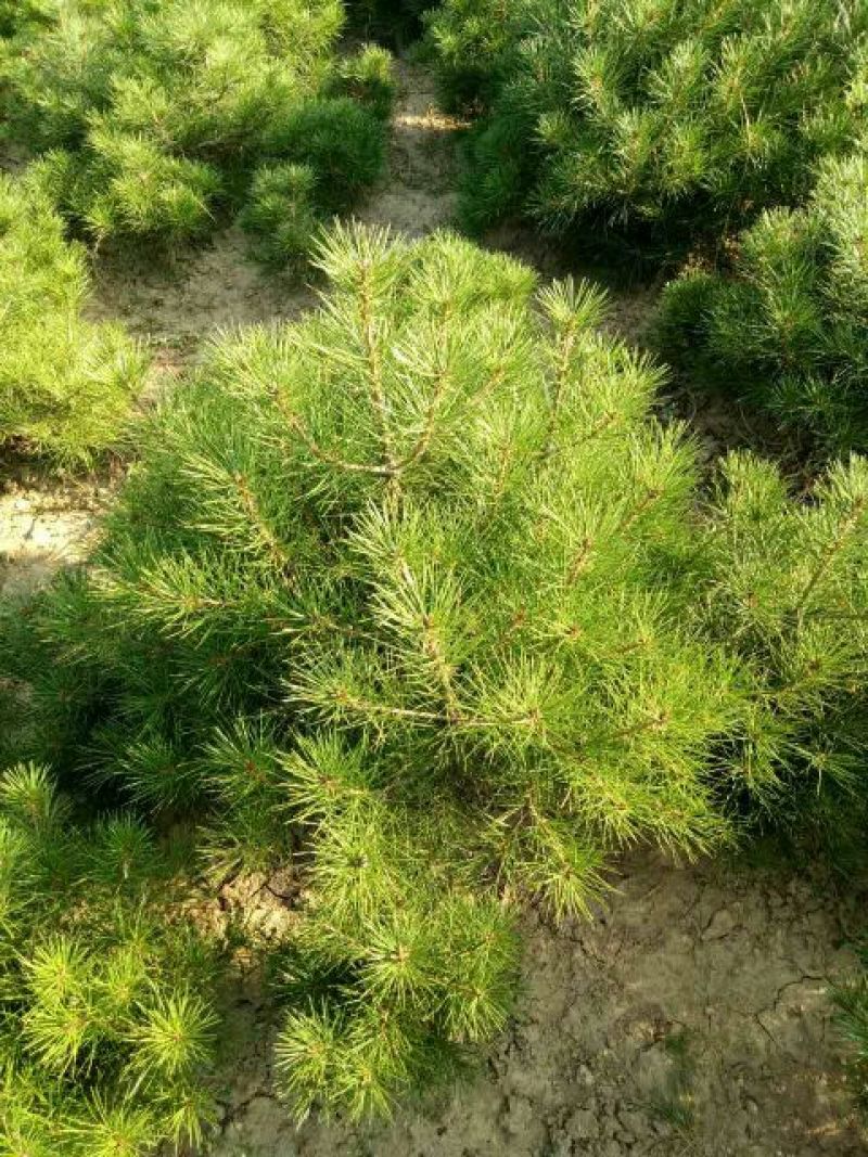 白松树苗100~150cm