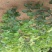 柿子树苗100~150cm