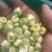 菊花茶