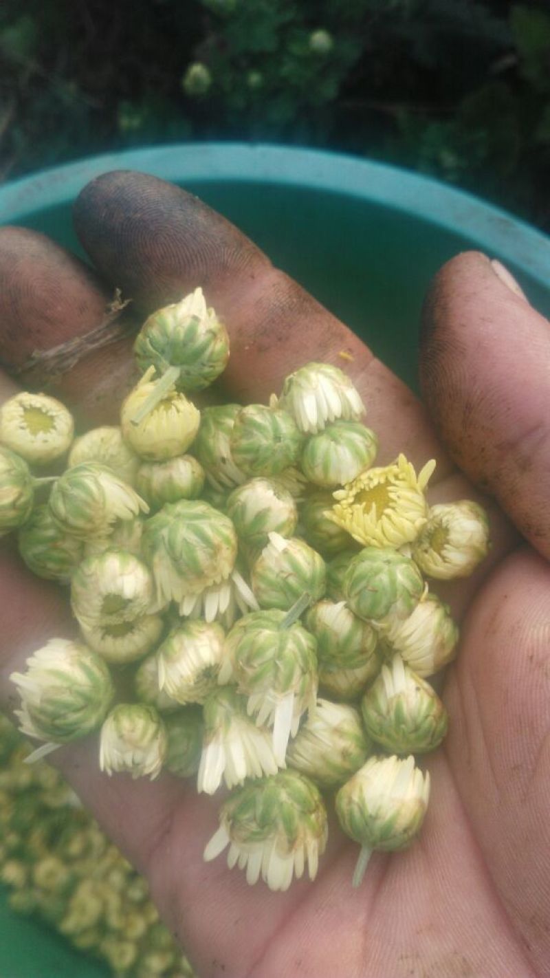 菊花茶