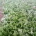 大叶菠菜15~20厘米