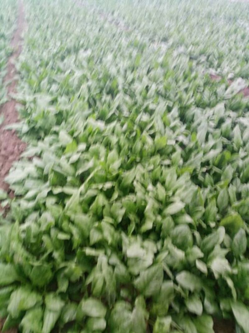 大叶菠菜15~20厘米