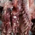 驴肉