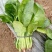 菠菜10~15厘米