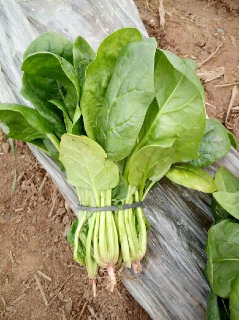 菠菜10~15厘米