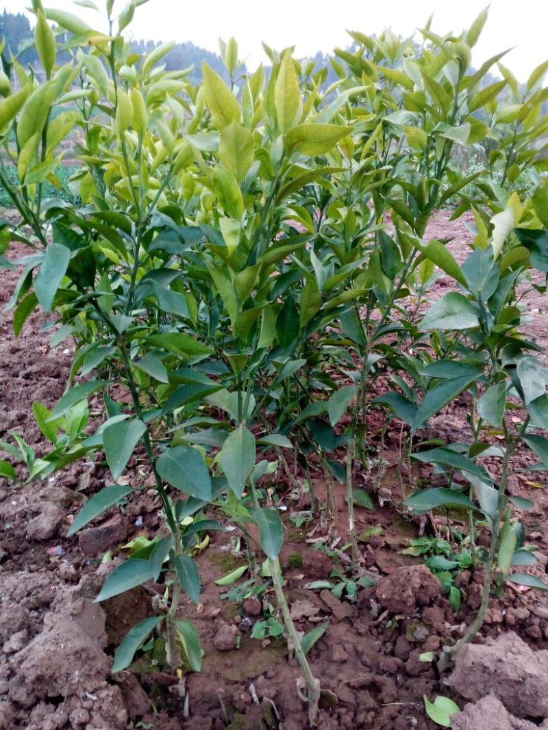 爱媛38号苗30~50cm
