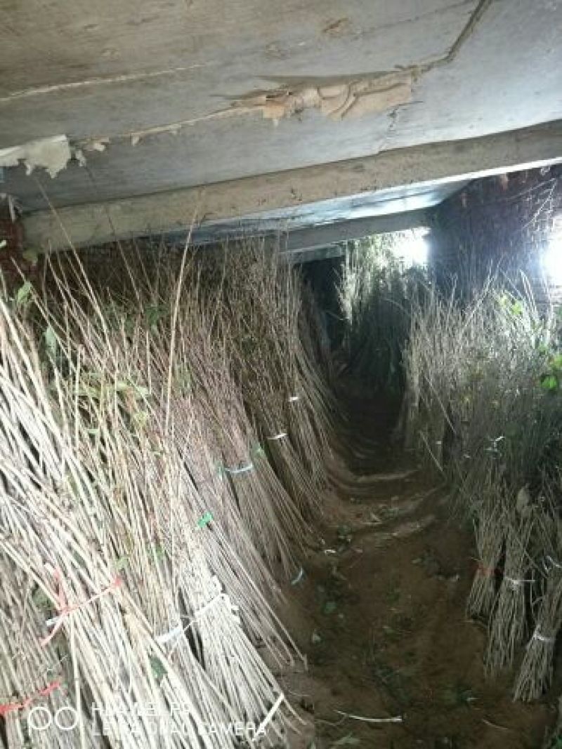 黄蜜樱桃苗2年80cm以上嫁接樱桃树苗矮化樱桃树
