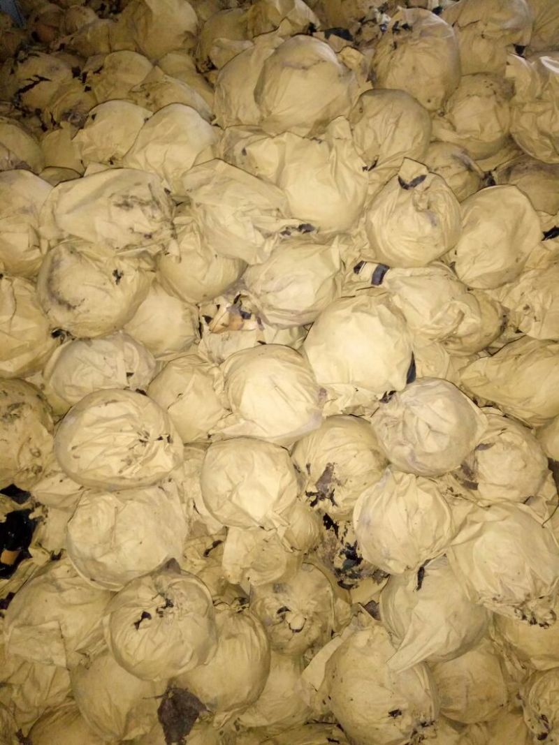 晚秋黄梨600g以上纸袋