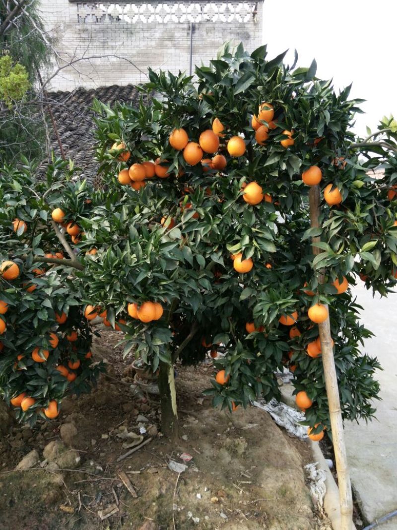 【长虹脐橙】重庆基地直供质量保证一手货源对接商超市场