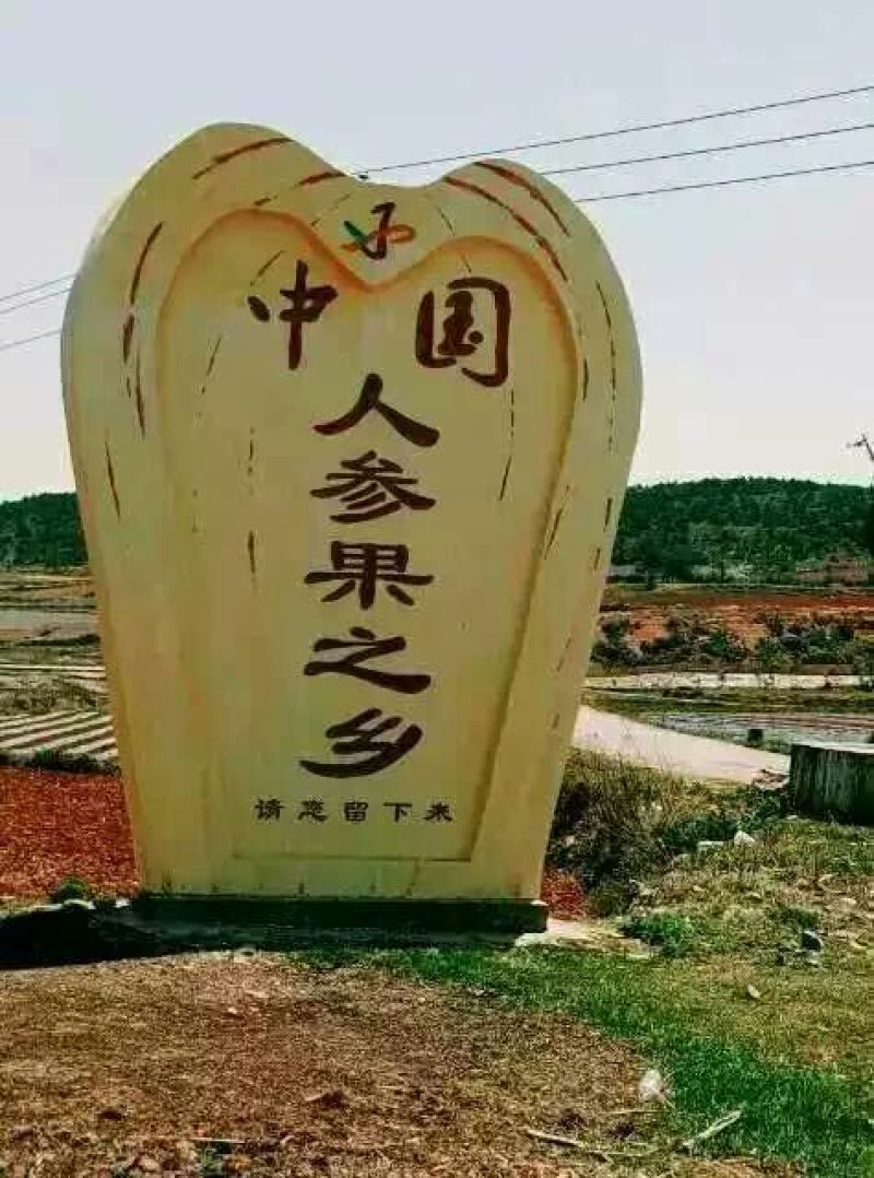 人参果元宝老木凹赵发祥人参果圆