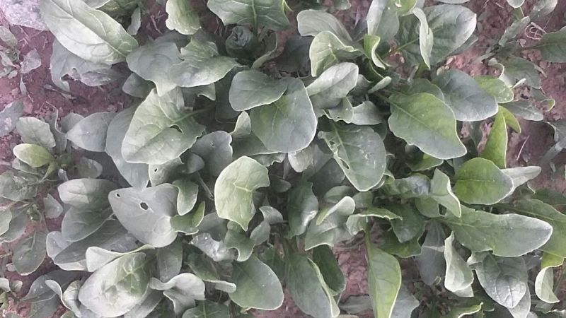 大叶菠菜30~35厘米