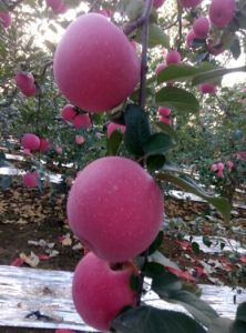 水晶富士陕西富县