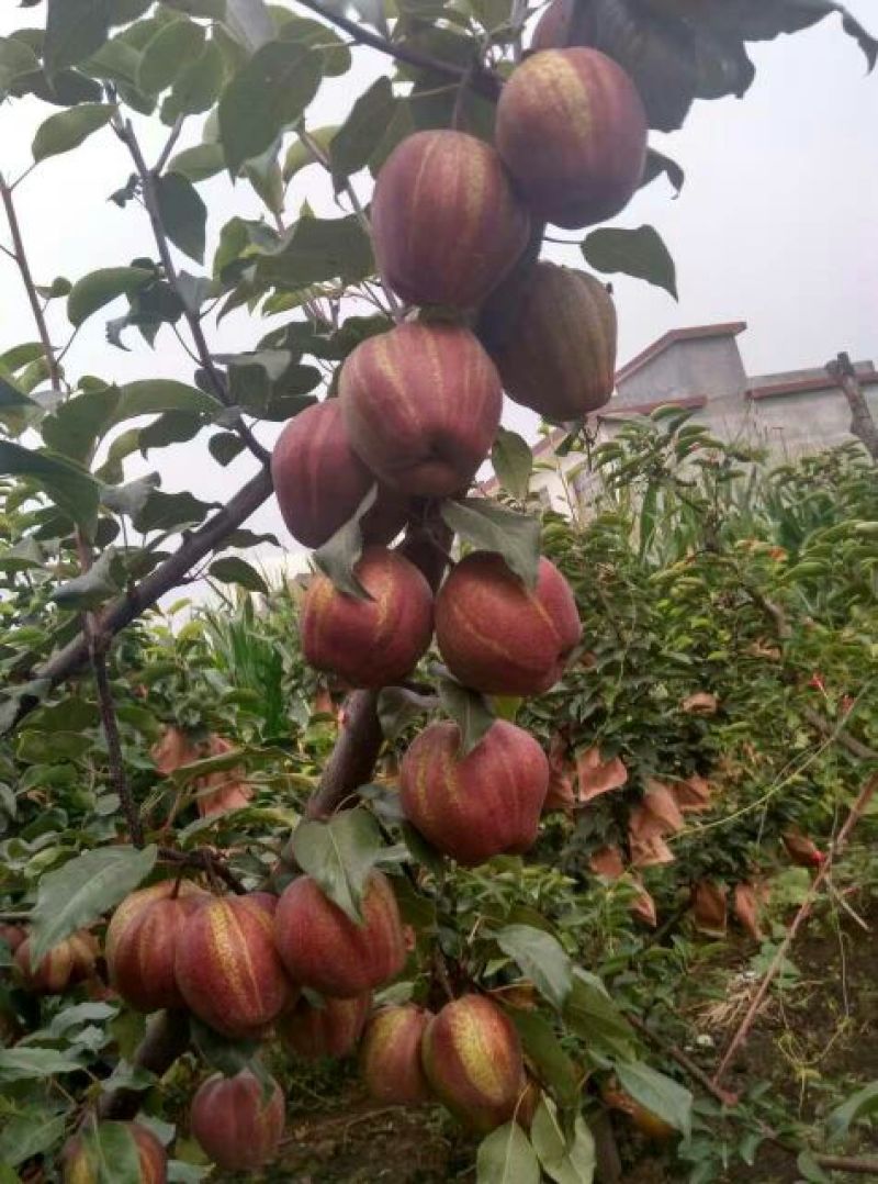 秋月梨树苗100~150cm0.8cm