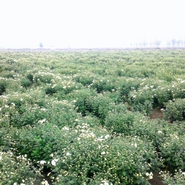 杭州白菊散装