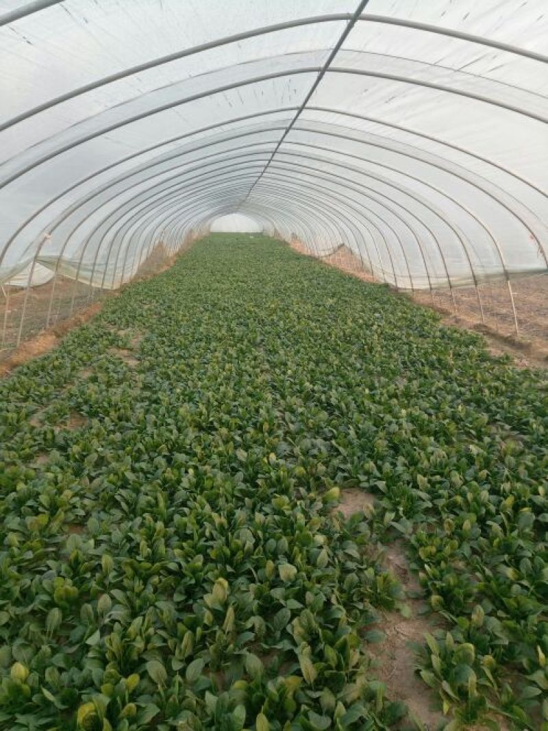 越冬菠菜15~20厘米