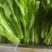 白菜苔20~30厘米