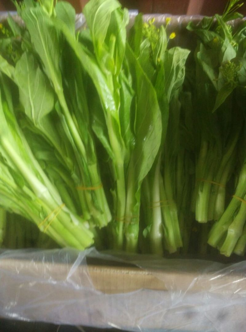白菜苔20~30厘米