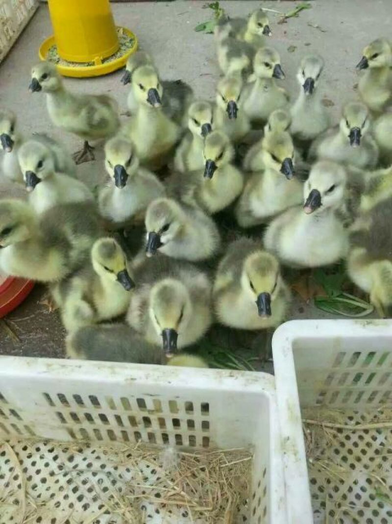 鹅苗250g以下