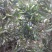 金花茶叶一级
