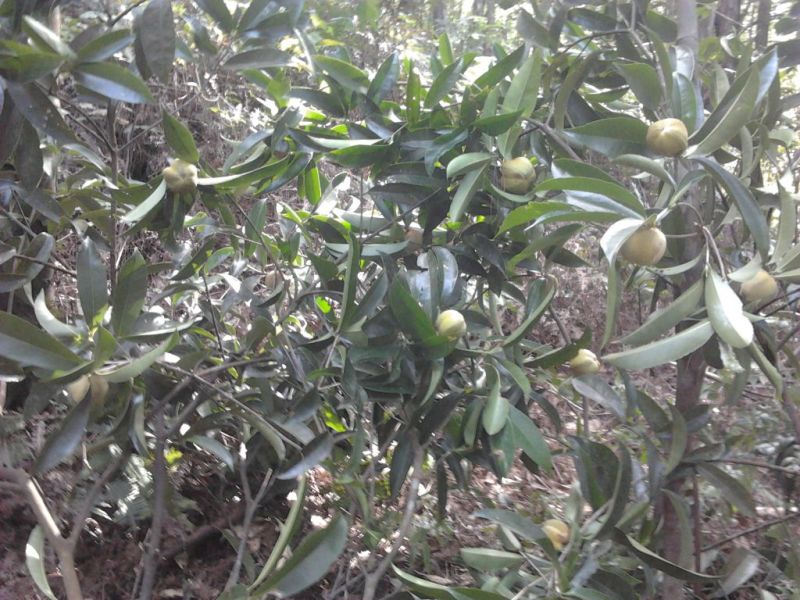 金花茶叶一级
