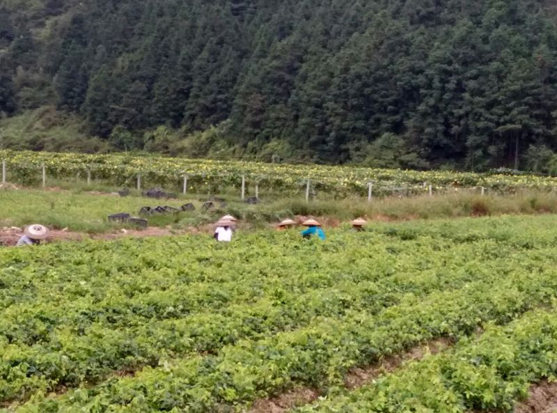 八月瓜苗两年挂果三年可以丰产