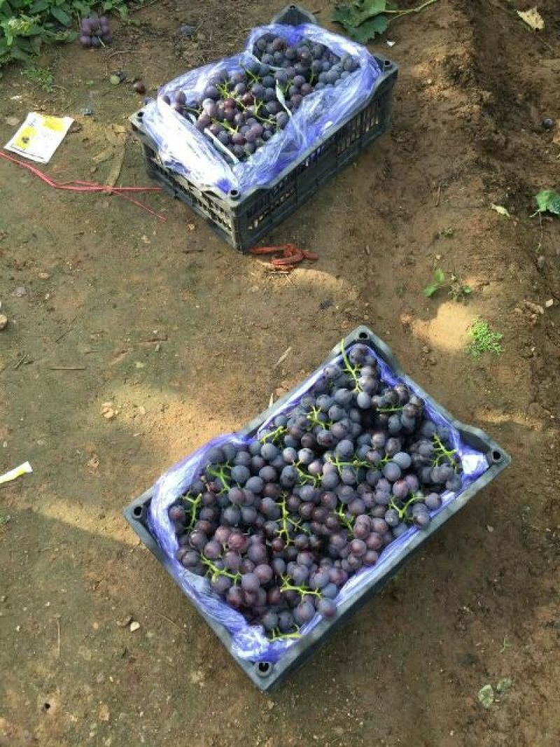 辽宁葫芦岛巨峰葡萄自然果软梗每年的九月份开始上市