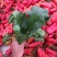 菠菜