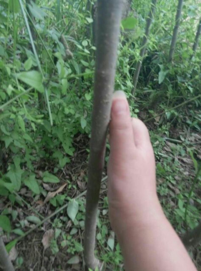 大叶女贞4cm以下