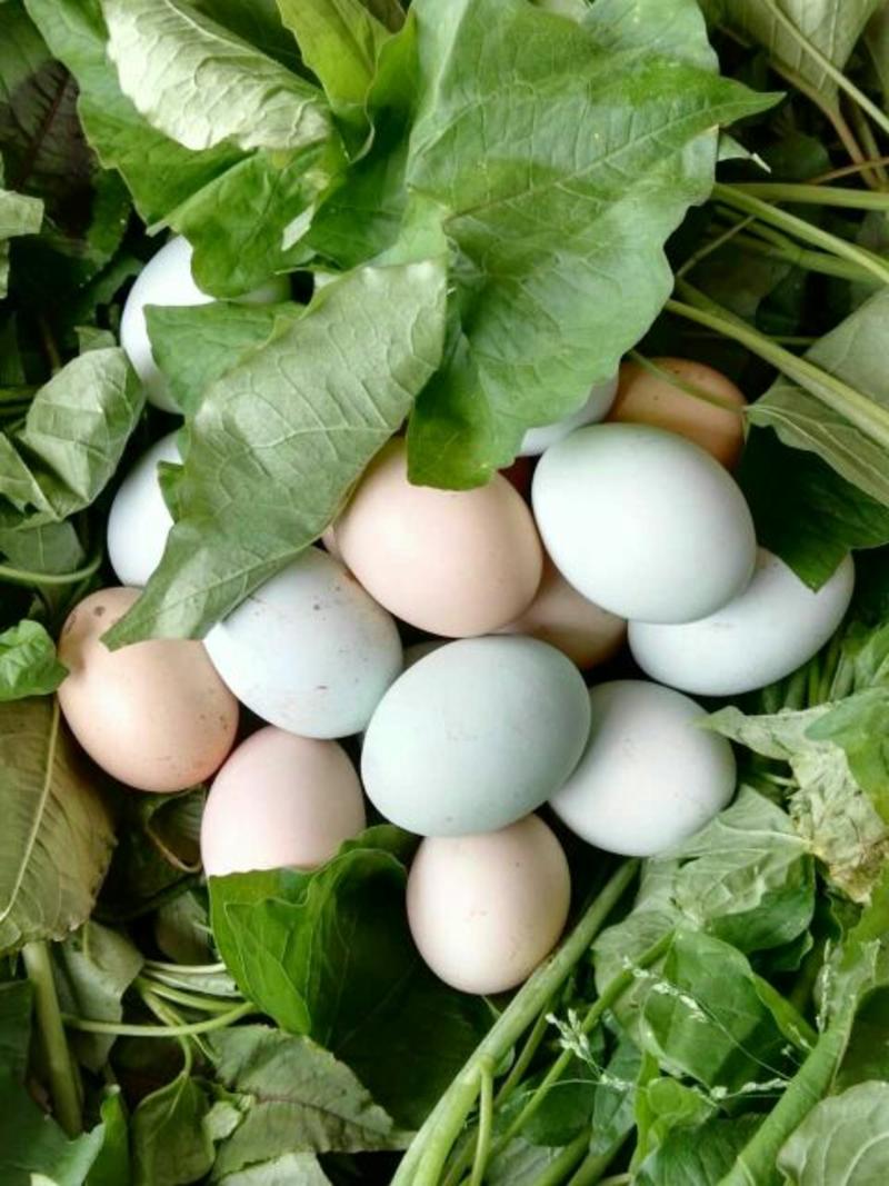 绿壳鸡蛋食用50~60g