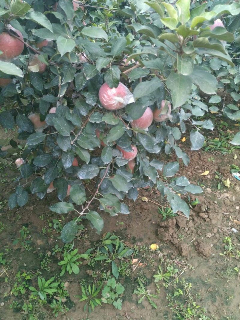 红富士苹果，山东膜袋红富士苹果，大量现货供应