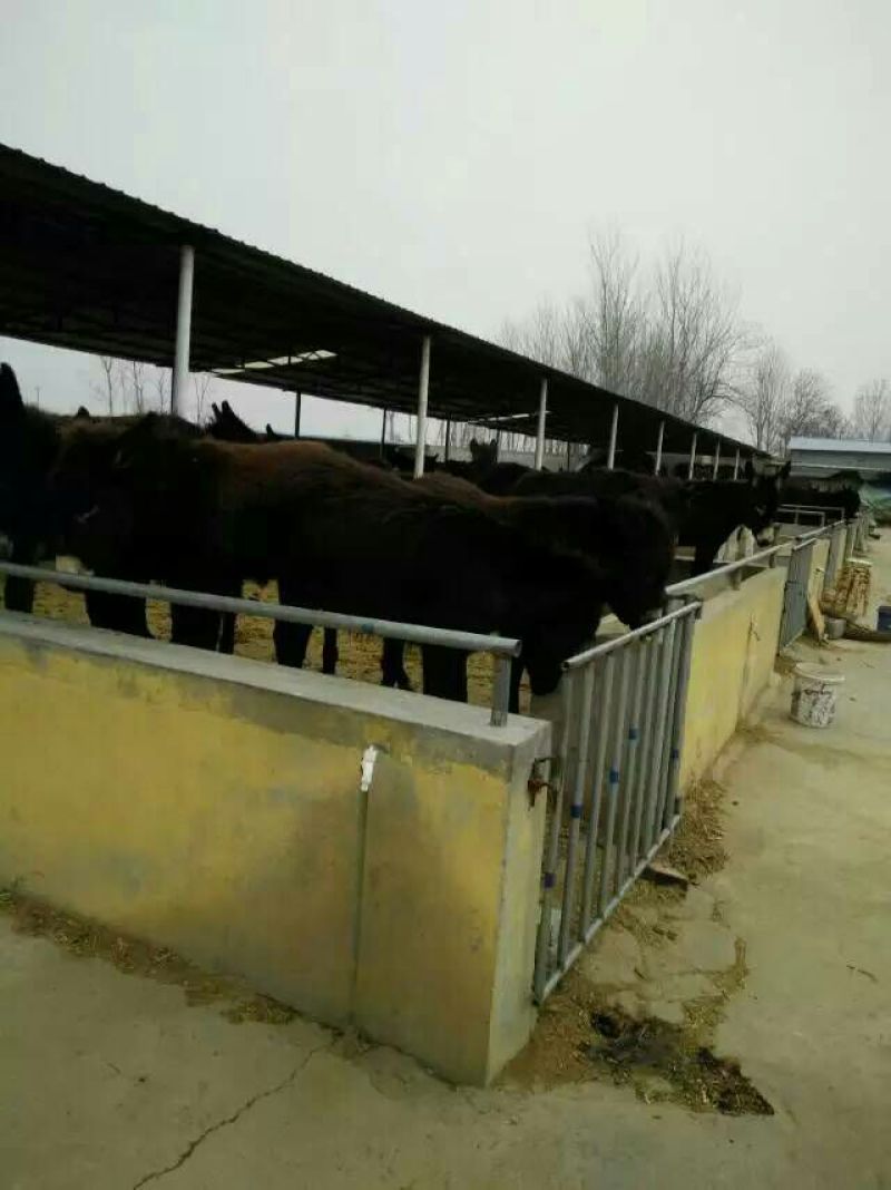 肉驴苗
