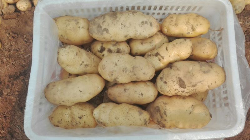 荷兰十五土豆2两以上装箱套网