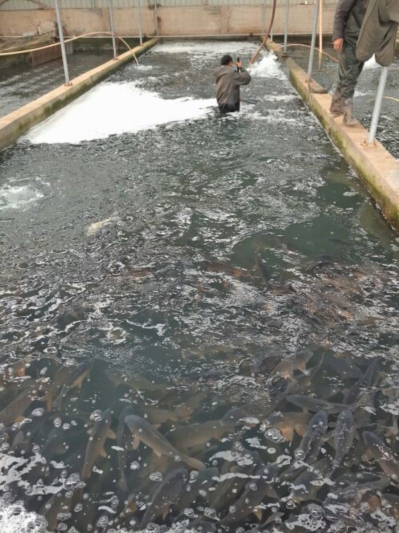 池鲤鱼食用1~2公斤