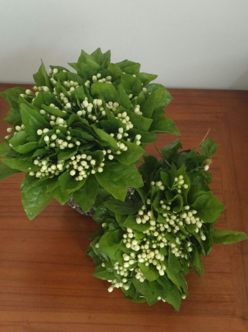 鲜切茉莉花