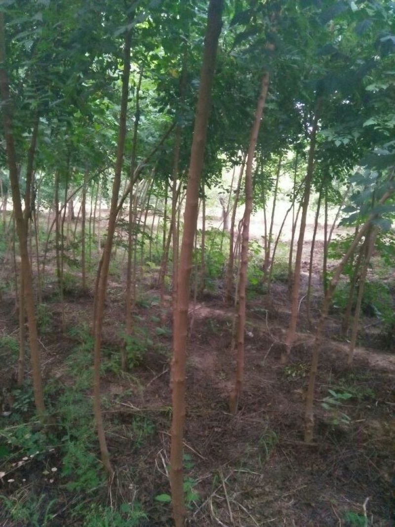 栾树4~6cm4~6cm2.5~3米