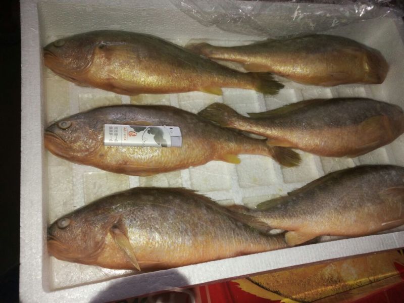 黄鱼