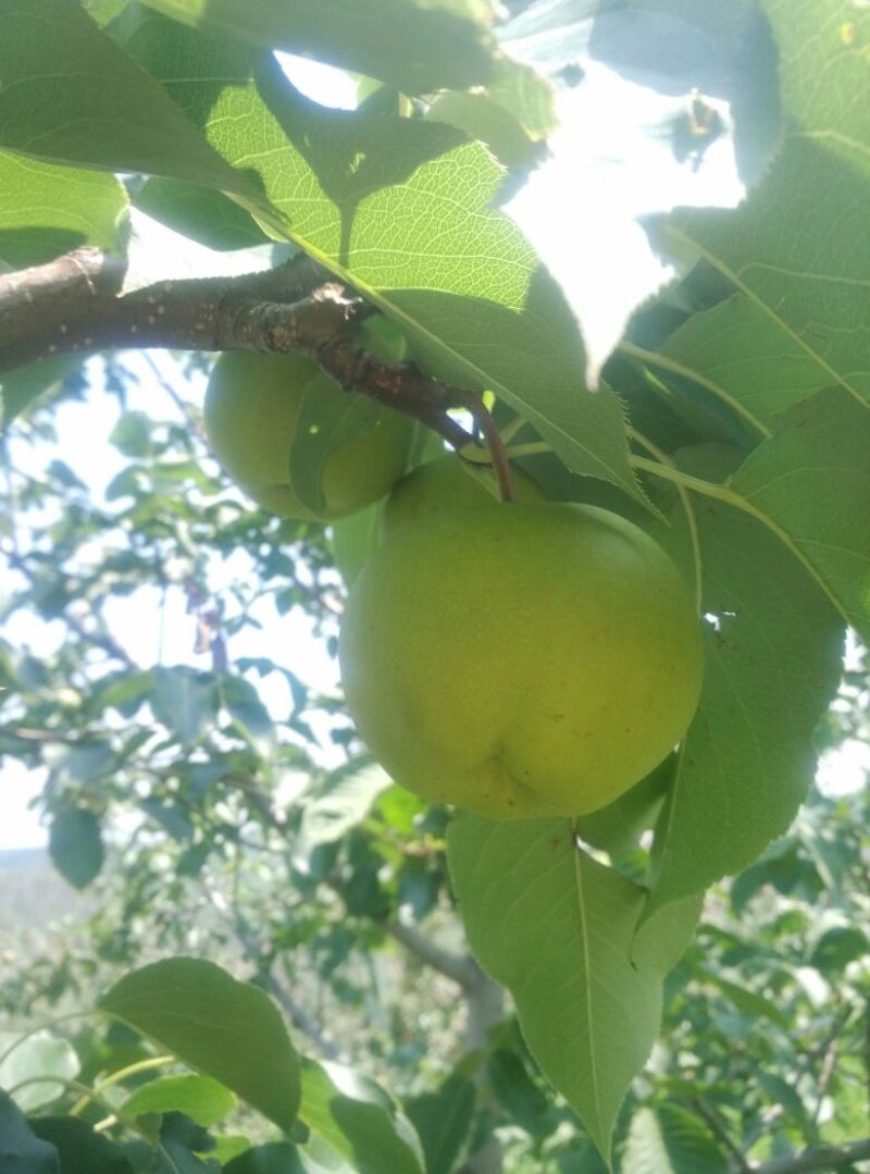 梨250~300g纸箱