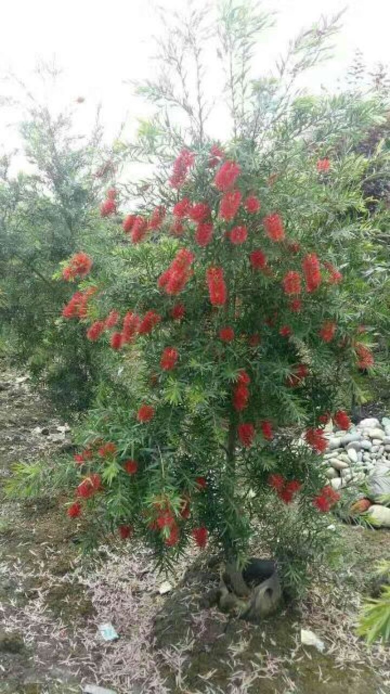 红千层