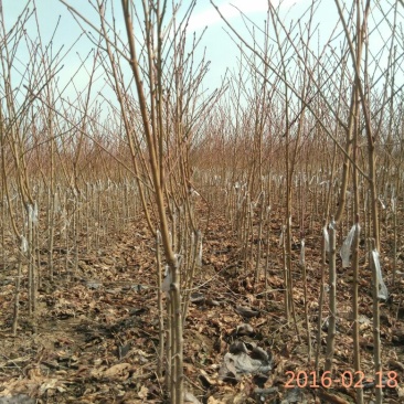 【毛桃树苗】80cm以上河南南阳苗木基地直供品质保证存