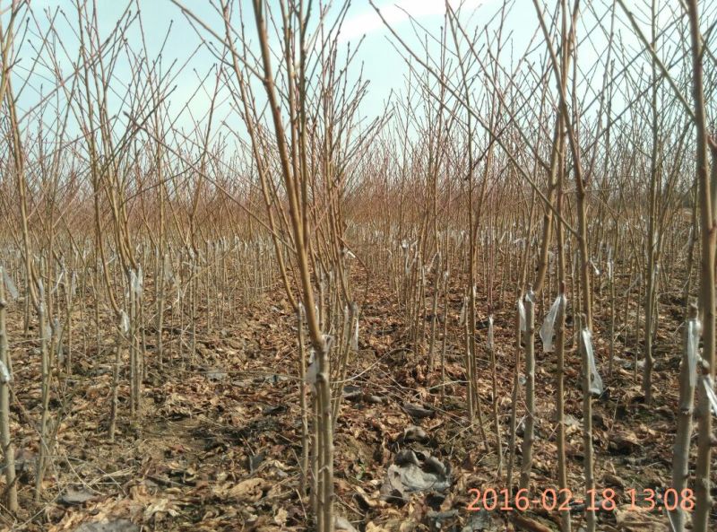【毛桃树苗】80cm以上河南南阳苗木基地直供品质保证存