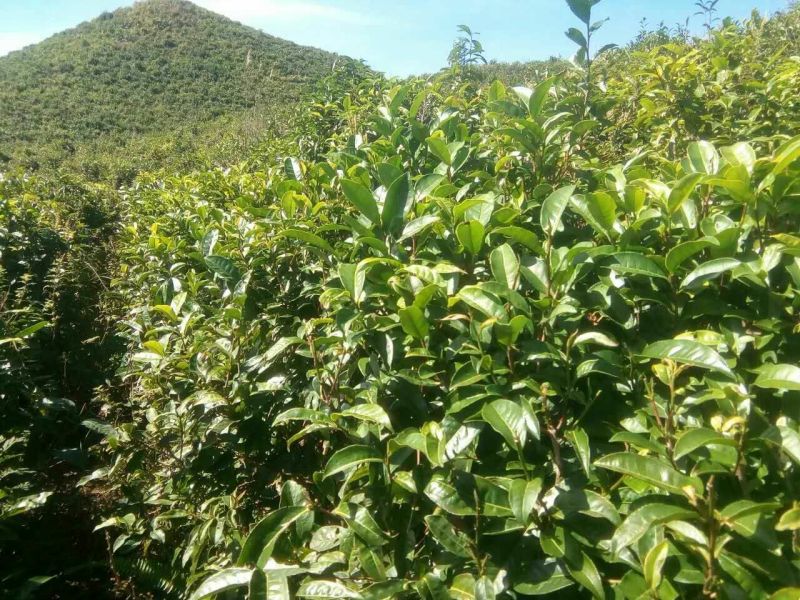 古树茶一级