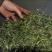 古树茶