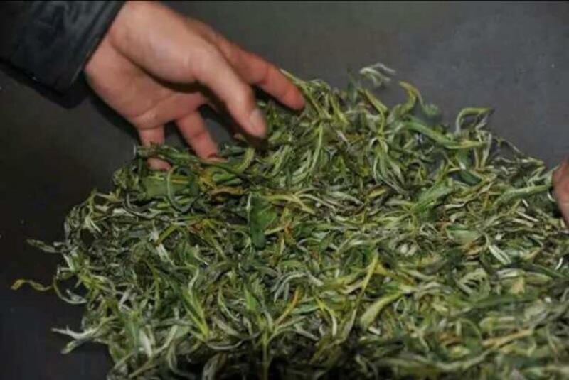 古树茶