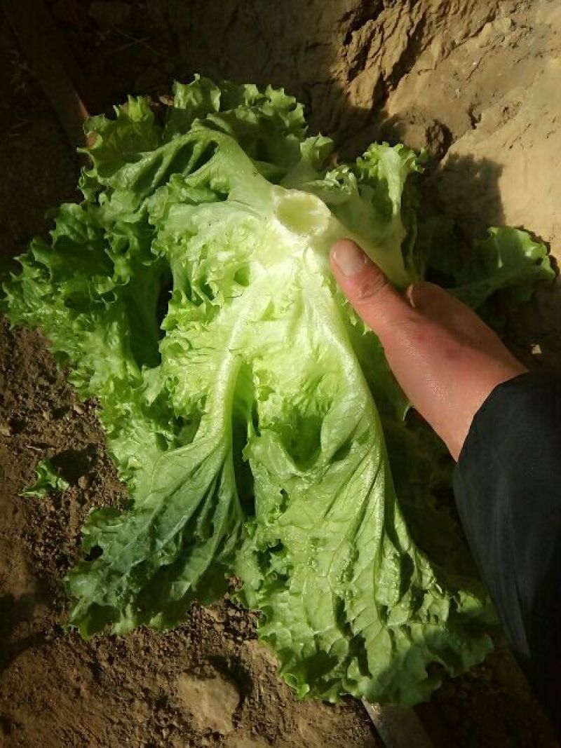 红油麦菜35~40厘米以上