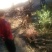 映山红35cm以上