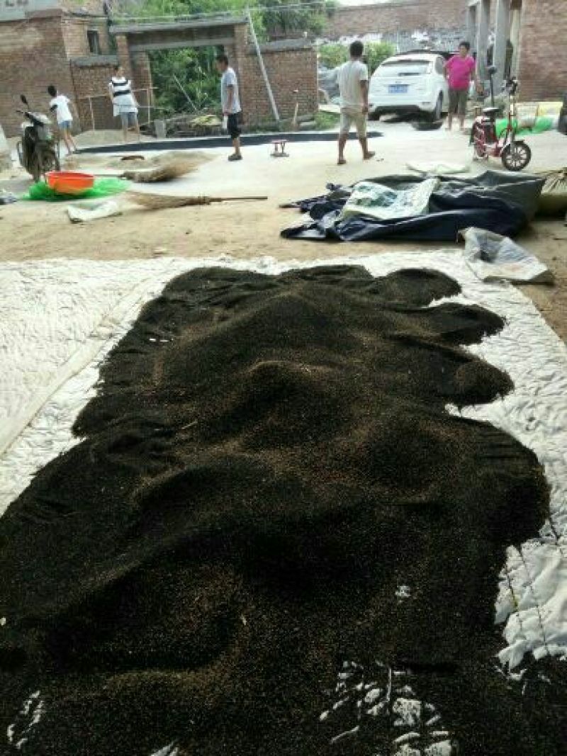 洋葱种子90%