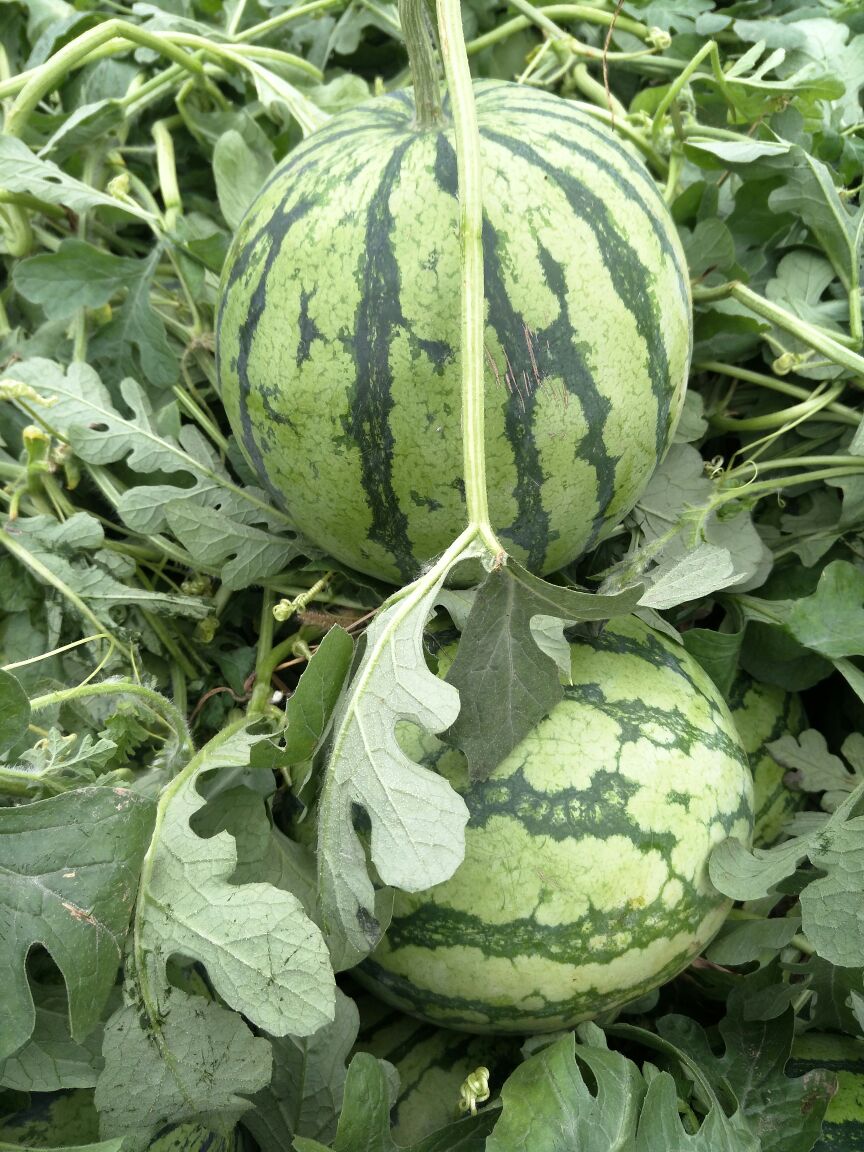 河南商丘市夏邑县8424西瓜 6斤打底 9成熟 2茬批发_吕祥印供应_一亩田农业网